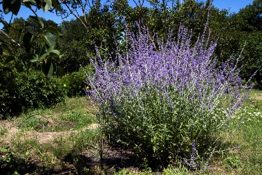 BILJKA KOJU SVAKA KUĆA MORA DA IMA Nije lavanda iako liče, podnosi temperature do -15, a vekovima se koristi za mnoge boljke