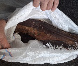 PALI NA GRANICI SA NEPUNOM TONOM PRŠUTE, ĆEVAPIMA I KAJMAKOM! Neobična zaplena na Horgošu