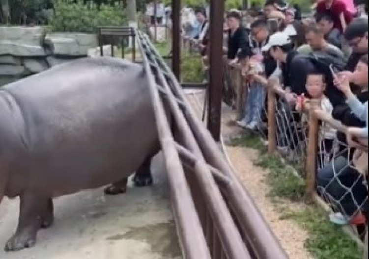 HOROR USRED ZOOLOŠKOG VRTA Masa turista vrištala i bežala – snimak zaprepastio internet! (VIDEO)