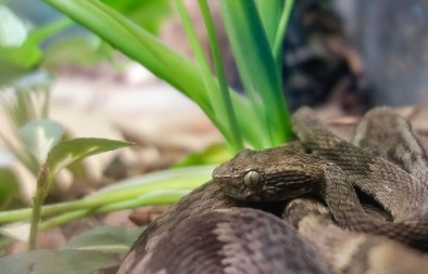 ZASTRAŠUJUĆE OSTRVO Osim naučnika i vojnika, niko drugi ne sme da kroči na njega