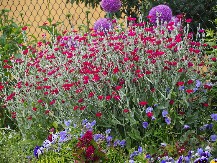 DONOSI SREĆU KAD SE NAJMANJE NADATE Baršunasta pucavica ukrašava vrt i štiti dom bez trunke muke