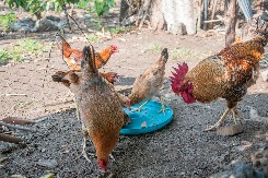 TRI ZEMLJE OBUSTAVILE UVOZ IZ BRAZILA Hara epidemija ptičjeg gripa