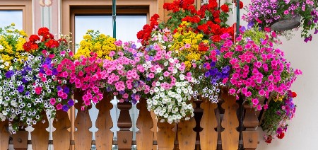PRIHRANA ZA CVEĆE OD 2 SASTOJKA Imaćete najlepšu terasu u ulici, od ove mešavine buja kao ludo!
