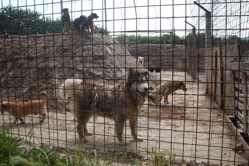 HOROR U AZILU U VELIKOM GRADIŠTU! Kako je jedan volonter doprineo smrti 120 pasa, saznajte sve detalje!