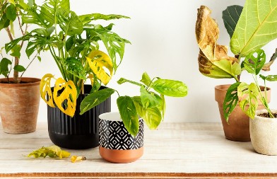 OPORAVITE OCVALE I DOTRAJALE BILJKE Jednostavan rastvor će im produžiti vek - treba vam samo nekoliko sastojaka