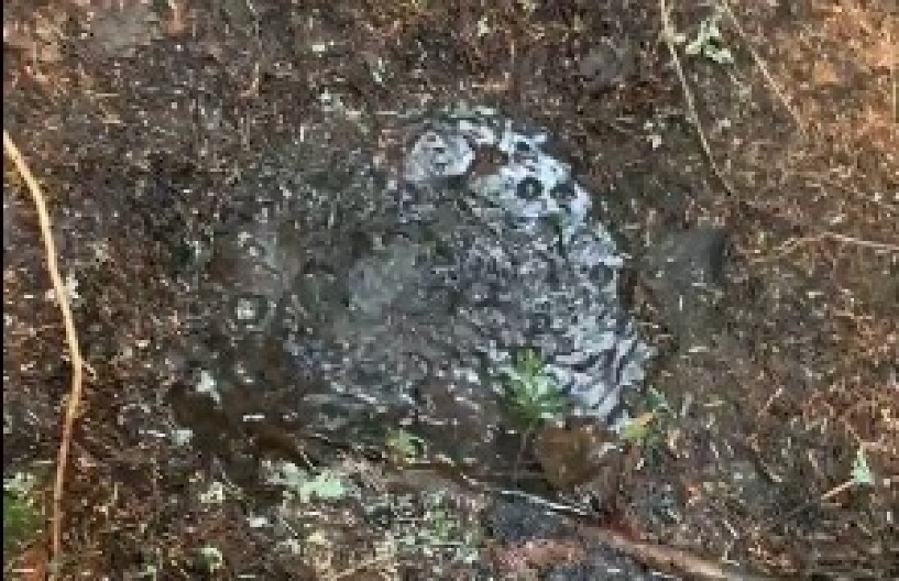 AU, MAJKO MILA, ŠTA SE OVO DEŠAVA?! Snimak iz šume ŠOKIRAO PRATIOCE – voda bukvalno ključa! (VIDEO)