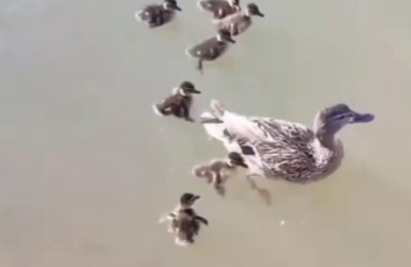 SRCEPARAJUĆI PRIZOR NA NOVOM BEOGRADU Jato vrana napalo pačiće, a onda se pojavio on - snimak će vam izmamiti suze! (VIDEO)