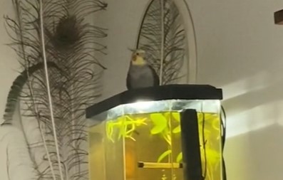 PAPAGAJ KIKI POSTAO ZVEZDA INTERNETA Peva i ludački pleše uz čuveni hit iz 1978, snimak oduševio milione! (VIDEO)