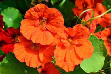 ULEPŠAVAĆE VAM TERASU DO JESENI Žene obožavaju ovaj cvet, jer nije zahtevan, pa svima uspeva