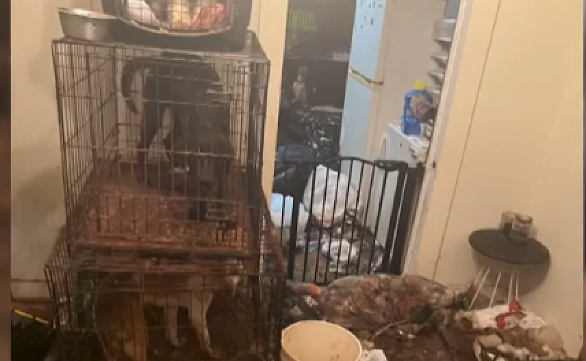 KUĆA IZ NOĆNE MORE Policija zatekla izmet, đubre do plafona i 40 zapuštenih životinja,a među njima osmomesečna beba (FOTO/VIDEO)