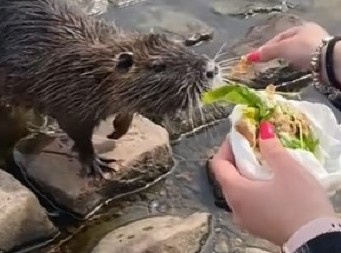 SUSRET PORED REKE SE PRETVORIO U HOROR  Mislila je da hrani dabra, kad je shvatila kakvog monstruma je pipnula, prevrnuo joj se želudac! (VIDEO)