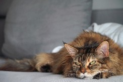 OVA FACA SE NE ZABORAVLJA Mrzovoljni mačak postao hit na mrežama -  ljudi plaču od smeha