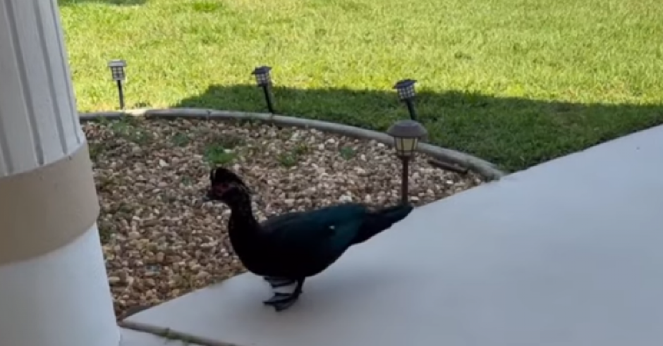 BESNA PATKA TERORIŠE GRAD, LJUDI JOJ NE MOGU NIŠTA Muškarac nakon uboda završio u bolnici (VIDEO)