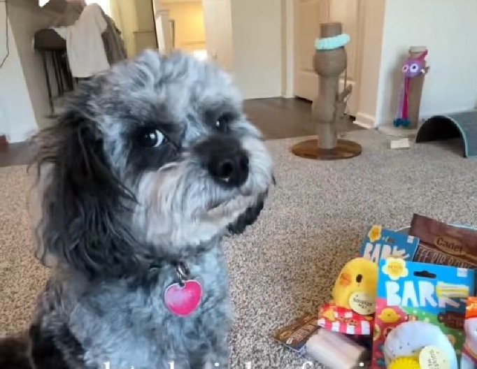 OŠIŠANI PAS NASMEJAO LJUDE DO SUZA Vlasnica objavila slike pre i posle, niko ne veruje da je to isti ljubimac!