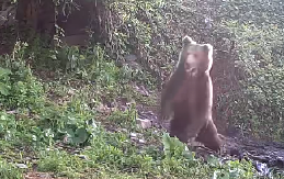 MEDVEDI SE PRIBLIŽAVAJU LJUDIMA NA ŠAR PLANINI! Izdato HITNO upozorenje