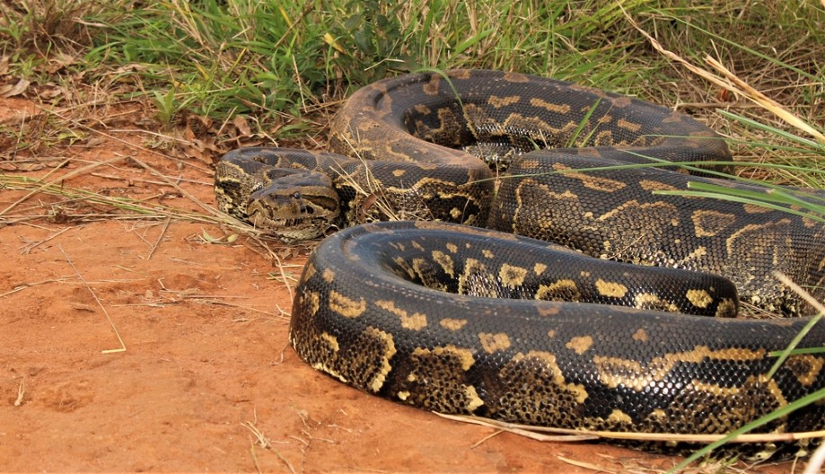 UMRLA JE JEZIVOM SMRĆU, SESTA ZATEKLA HOROR PRIZOR: Celu ju je pojeo, ispupčenje na sredini tela bilo je posebno uznemirujuće