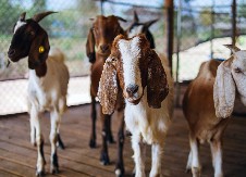 ZAŠTO JE KOZJE MLEKO KORISNO ZA STARIJE Nutricionisti tvrde: prednjači u odnosu na kravlje, a razlozi su mnogobrojni