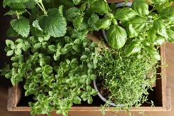 MIRISNE ZAČINSKE BILJKE MOGU DA SE POSADE U ISTOJ SAKSIJI Ulepšaće vam terasu, a sveži listovi biće uvek nadohvat ruke