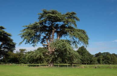 POSADITE OVO DRVO U DVORIŠTU, I GLEDAJTE KAKO VAM SE ŽIVOT MENJA Veruje se da štiti dom, leči telo i privlači sreću!