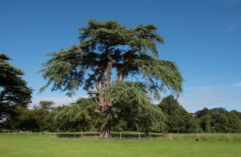 POSADITE OVO DRVO U DVORIŠTU, I GLEDAJTE KAKO VAM SE ŽIVOT MENJA Veruje se da štiti dom, leči telo i privlači sreću!