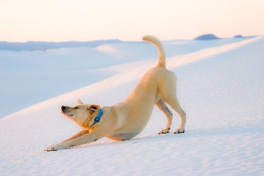 PAS POČINJE DA SE PROTEŽE KAD VAS UGLEDA? To znači da hoće da vam kaže jednu stvar - istopićete se kada saznate o čemu se radi