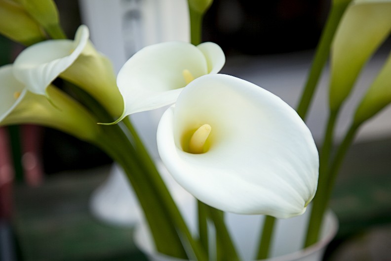 NEĆE SE IZVITI CVETOVI, BIĆE SVEŽE VIŠE OD 10 DANA Čim ih unesete u kuću, obavezno jednu stvar uradite, jer će se u suprotnom odmah osušiti