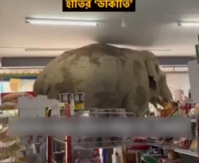 NEOBIČNA PLJAČKA NA TAJLANDU Ogromni slon ušetao u prodavnicu, pojeo grickalice i otišao kao gospodin (VIDEO)