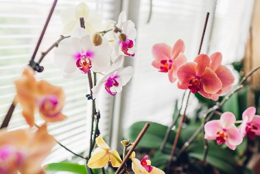 OVO UVEK BACITE, A BLAGO JE ZA ORHIDEJE, CVETOVI IZBIJU SKORO PA ODMAH Struka se oglasila — "namirnica iz kuhinje" će ih preporoditi