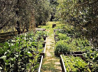 AKO OVO URADITE KAJAĆETE SE Biljke koje nikada ne treba da budu blizu kuće