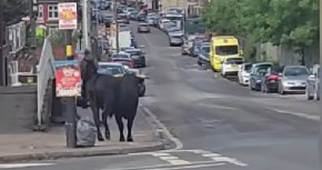 DIVLJA ŽIVOTINJA ZALUTALA, PA IZAZVALA SAOBRAĆAJNI KOLAPS Haos u centru grada, ljudi vrištali i bežali, ulice blokirane! (VIDEO)