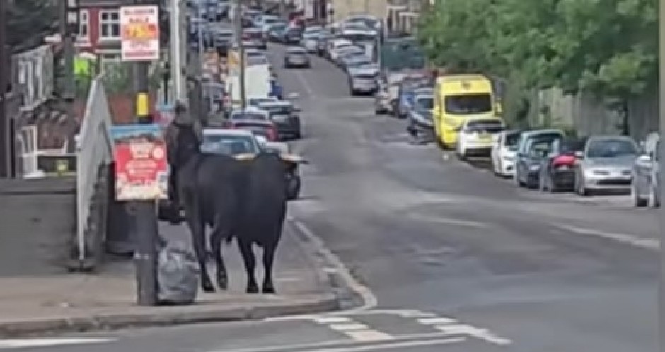 DIVLJA ŽIVOTINJA ZALUTALA, PA IZAZVALA SAOBRAĆAJNI KOLAPS Haos u centru grada, ljudi vrištali i bežali, ulice blokirane! (VIDEO)