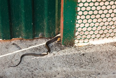 TERA ZMIJE BRŽE NEGO IŠTA  Pospite ovu namirnicu po celom dvorištu i više ih nećete videti