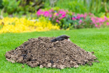KAKO OTERATI KRTICE Ne podnose ovaj miris, pa će odmah pobeći iz vašeg dvorišta i bašte