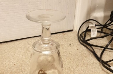 PA DA LI JE OVO MOGUĆE? Vratila se iz Afrike, otvorila kofer i ZANEMELA – čudovište joj ispuzalo pravo pred oči! (FOTO)