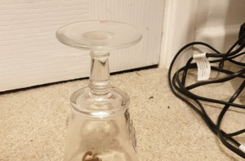 PA DA LI JE OVO MOGUĆE? Vratila se iz Afrike, otvorila kofer i ZANEMELA – čudovište joj ispuzalo pravo pred oči! (FOTO)