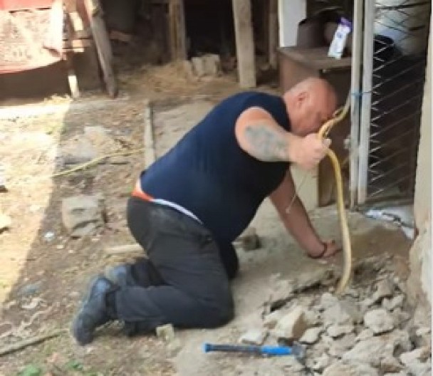 UZNEMIRUJUĆI SNIMAK IZ LESKOVCA: Zmije se uvukle porodici u temelje kuće – deca gledala kako ih vade! (VIDEO)