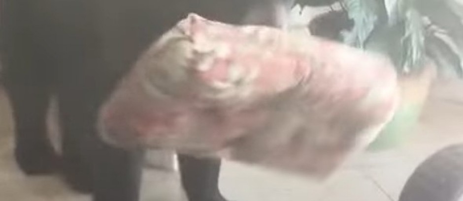 RAZBOJNIK SA ČETIRI NOGE NAPRAVIO PAUZU IZ PAKLA Divlja zver upala u dvorište, brčkala se u đakuziju i zaspala kao beba – uhvaćena pomoću krofni! (VIDEO)