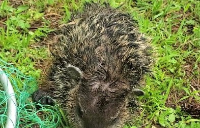 PRESTRAVLJENO MLADUNČE STAJALO NA PRAGU KUĆE I PREKLINJALO ZA POMOĆ Ono što je usledilo, slomiće i najtvrđa srca! (FOTO)