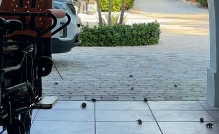 PONELA ŠKOLJKE SA PLAŽE KUĆI, A ONDA JE USLEDIO HOROR Torba počela da se pomera, ono što je izašlo neće zaboraviti dok je živa! (VIDEO)