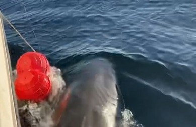 MORSKO ČUDOVIŠTE IZRONILO KOD PLAŽE Zver od 800 kila uhvaćena kod popularnog letovališta, turisti u panici! (VIDEO)