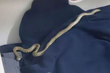 OSETITE LI BLAGO TRULI MIRIS U KUĆI, OPREZ Može se desiti da se zmija negde zavukla