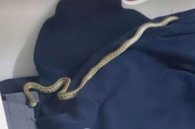 OSETITE LI BLAGO TRULI MIRIS U KUĆI, OPREZ Može se desiti da se zmija negde zavukla