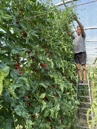 UZ JEDNU CAKU PARADAJZ ĆE IZNOVA I IZNOVA DA RAĐA DO KASNE JESENI Plod će biti krupniji, sočniji i ukusniji