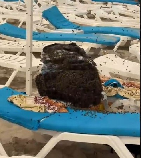 JEZIVA SCENA NA PLAŽI! Ostavili ručak na ležaljci, kad su izašli iz mora zatekli stravičan prizor