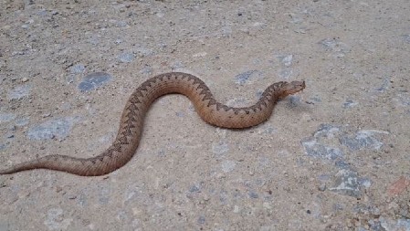 AKO SUMNJATE NA ZMIJE EVO ŠTA PRVO TREBA PROVERITI Ovo su ta mesta u domu