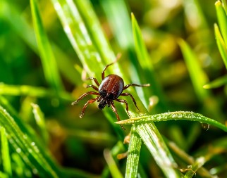 INVAZIVNA VRSTA KRPELJA STIGLA U EVROPU Prenose opasan virus, ovo su simptomi