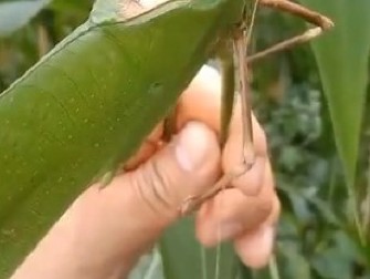 "OVO JE NOĆNA MORA!" Snimak džinovskog insekta zaprepastio svet, ljudi u panici: "Zamisli da ti sleti na vrat!" (VIDEO)