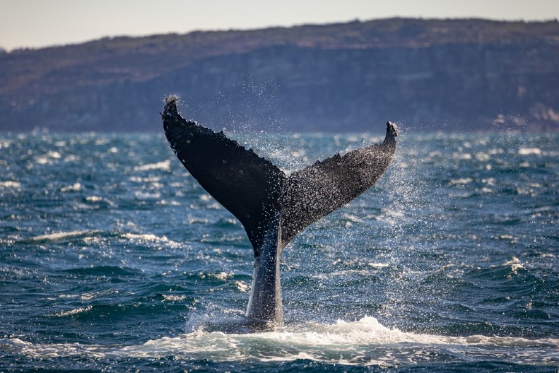 PRIMEĆEN OGROMAN KIT KOD DUBROVNIKA Ljudi u panici, neće da kroče u vodu (VIDEO)