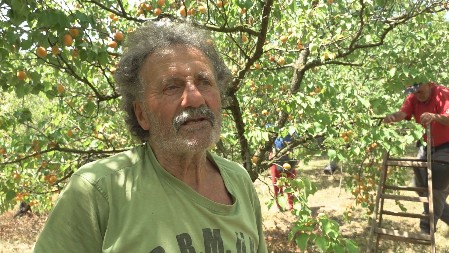 OVO VOĆE JE SPAS ZA JETRU, CREVA, MOZAK Ipak, vodite računa, dve grupe ljudi nikako ne smeju da jedu kajsije