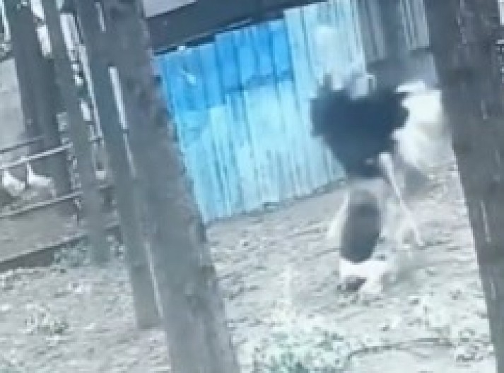 SCENA KAO IZ HOROR FILMA Pernati MONSTRUM brutalno nasrnuo na ženu, posmatrači u neverici! (VIDEO)